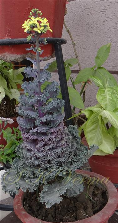  Plant with inflorescence